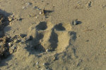 Bear tracks.